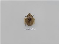 藏品(吹粉金龜屬)的圖片